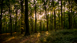 het bos van Neigem, bij ondergaande zon