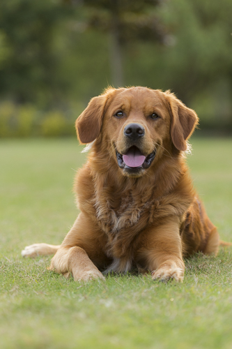 rol van het diafragma voor het bepalen van de scherptediepte,
               model Rayko de golden retriever