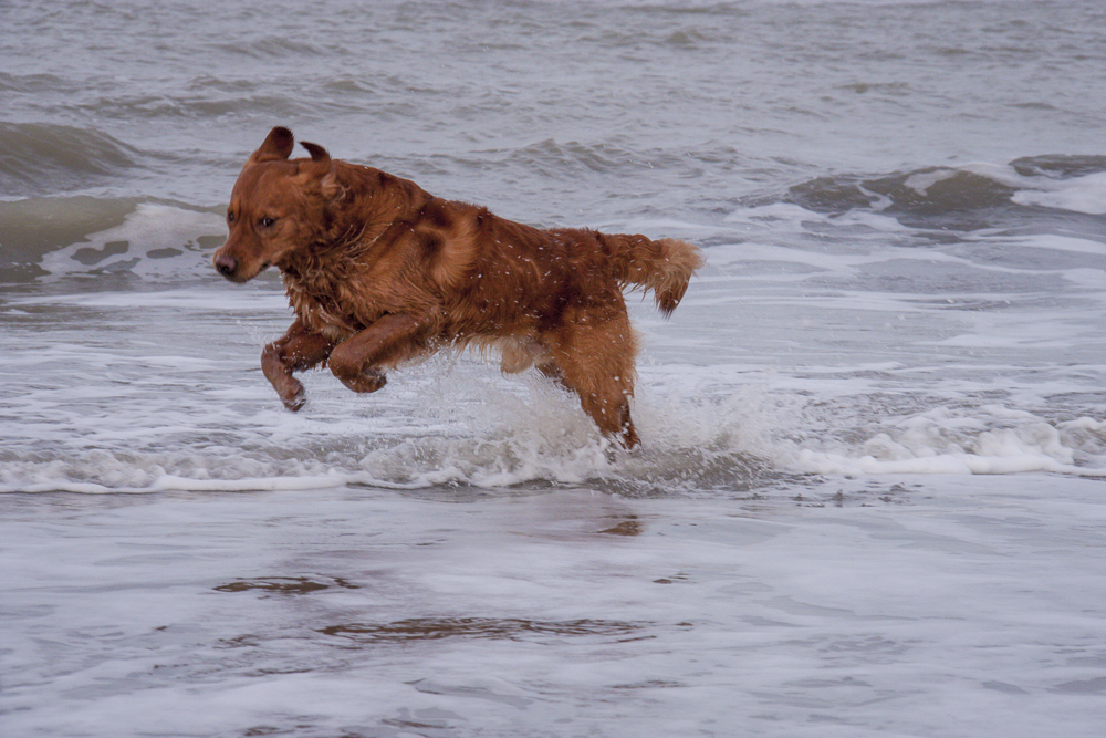 rol van de sluitertijd voor het bepalen van de bewegingsscherpte,
               model Rayko de golden retriever